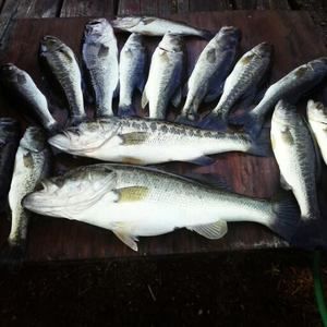 Meet your Posher, Braden